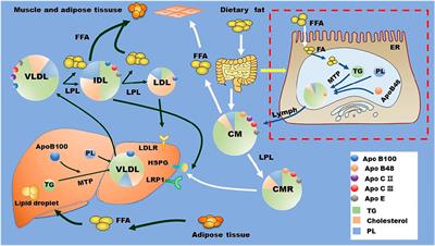 Triglyceride and Triglyceride-Rich Lipoproteins in Atherosclerosis